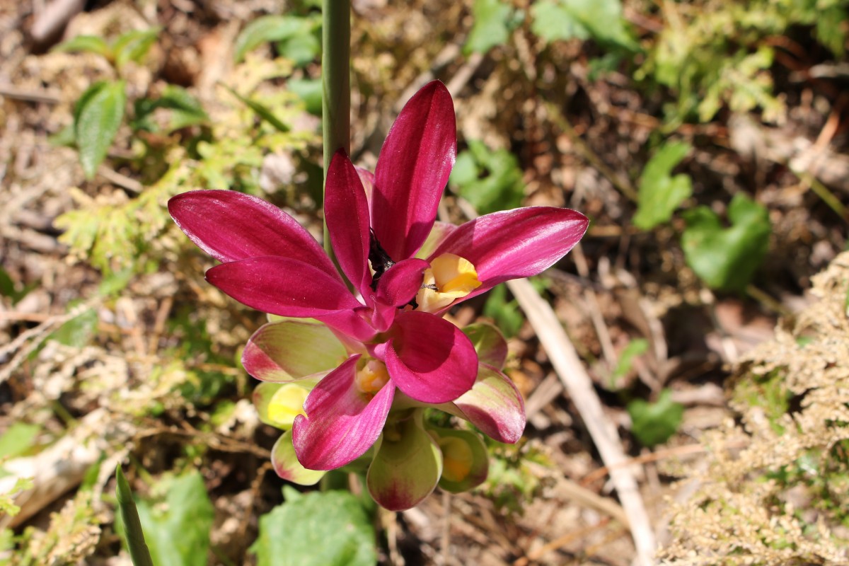 Curcuma zedoaria (Christm.) Roscoe